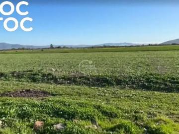 Agrícola en Punitaqui