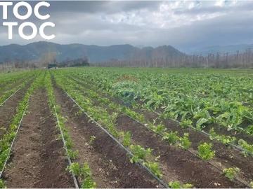 Agrícola en Rauco