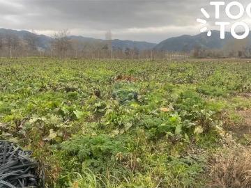Agrícola en Rauco