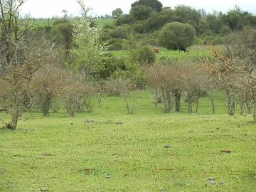 Agrícola en Retiro