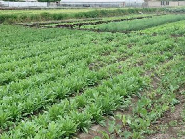 Agricolo in Traversa Schito