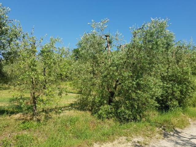 Agricolo in vendita a Casciana Terme Lari
