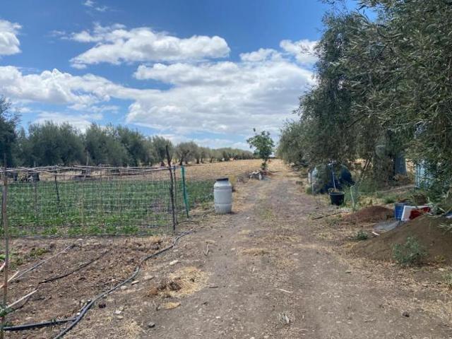 Agricolo in vendita a Belpasso