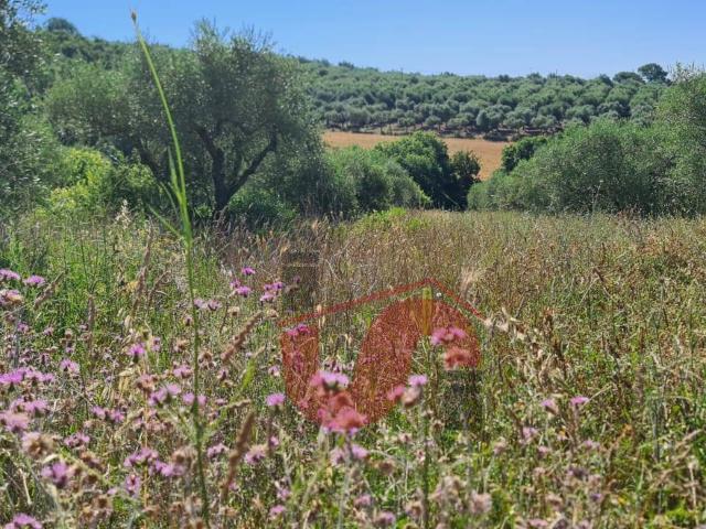 AGRICOLO in vendita a Benevento, CONTRADE