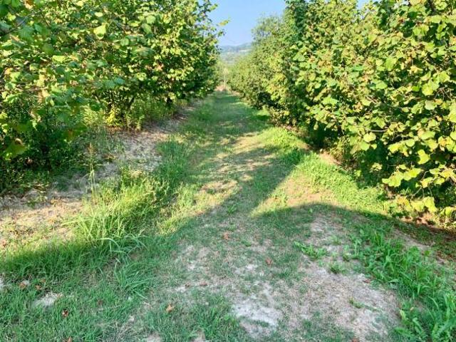 Agricolo in vendita a Dogliani