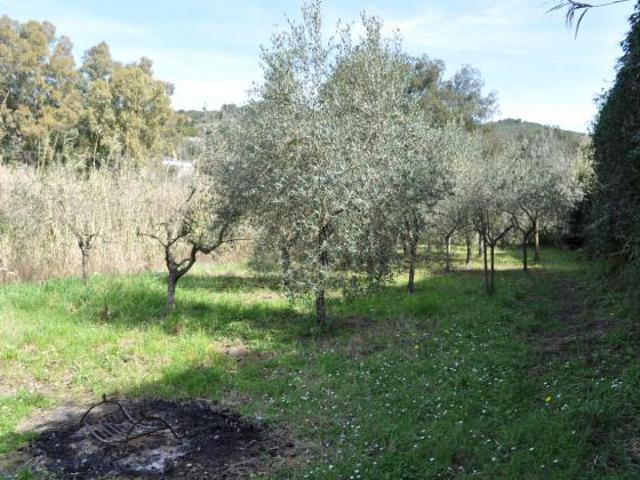 Agricolo in vendita a Livorno