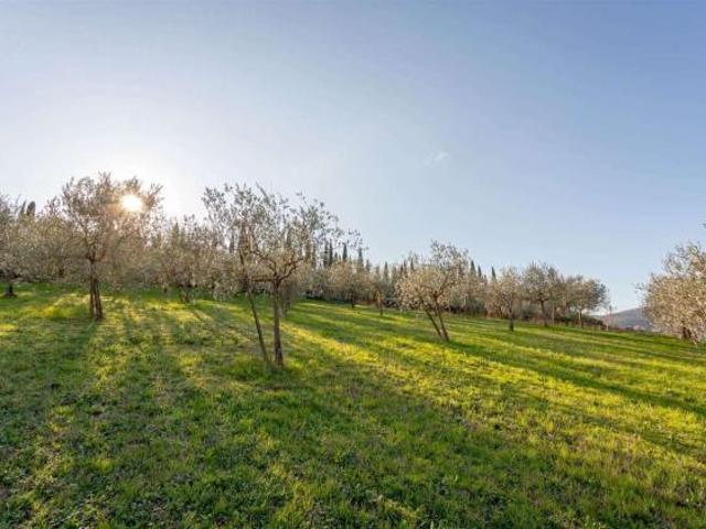 Agricolo in vendita a Luni