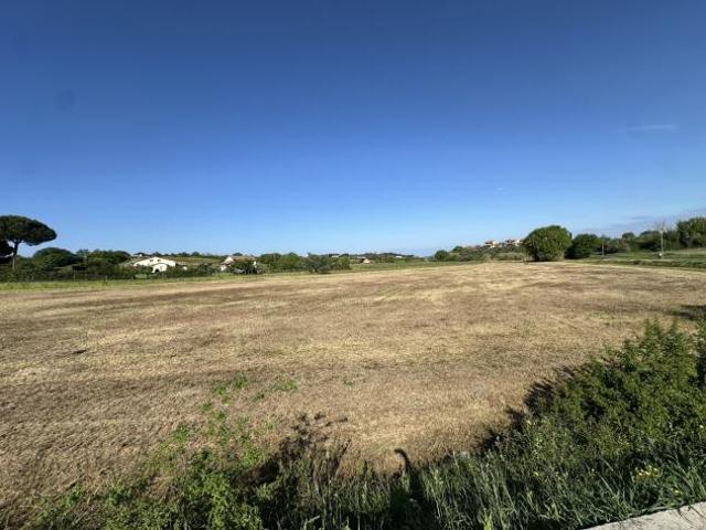 Agricolo in vendita a Montescudaio
