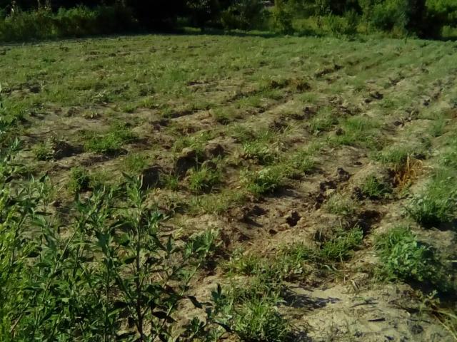 AGRICOLO in vendita a Sant'Antimo