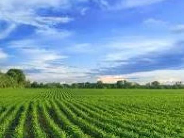 Agricolo in vendita a Pietrasanta