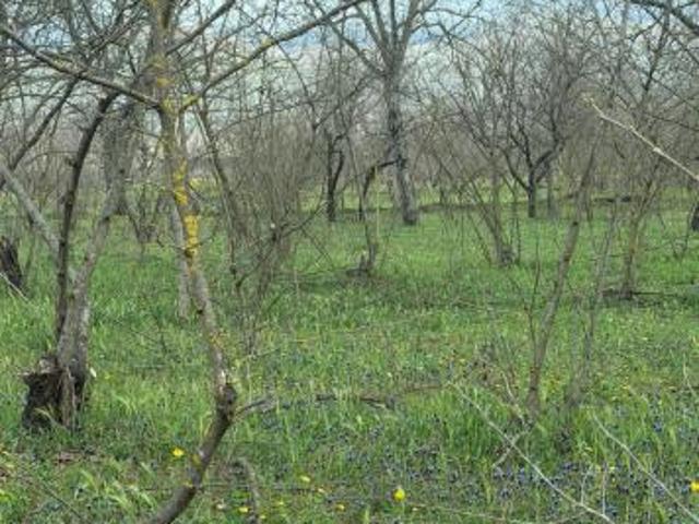 Agricolo in Via Carpinelli