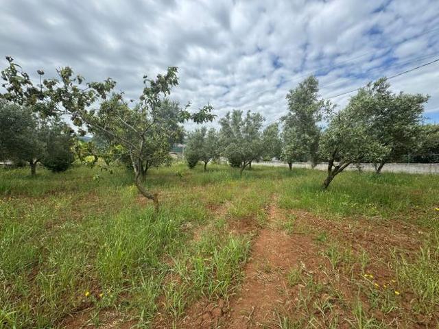 Agricolo in Via Monsignor Azio Davoli