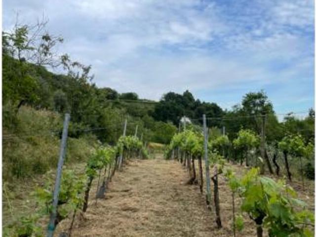 Agricolo in Via Madonna delle Vigne