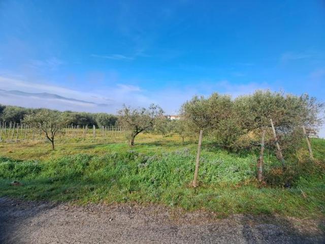 Agricolo in via pennino