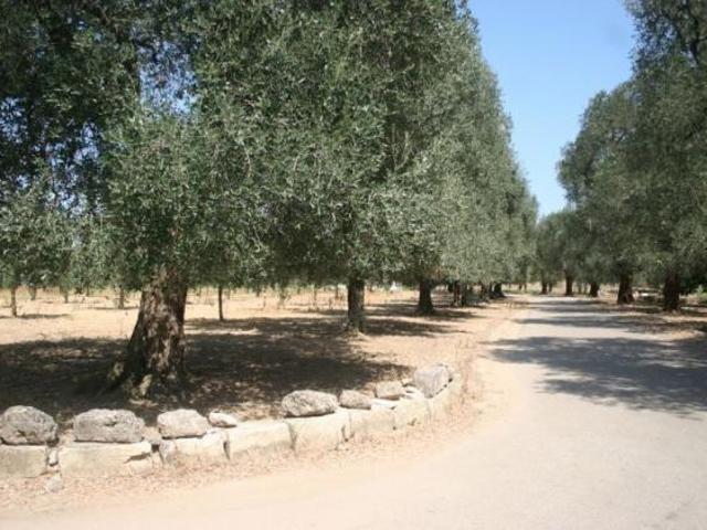 Agricolo in affitto a Cutrofiano
