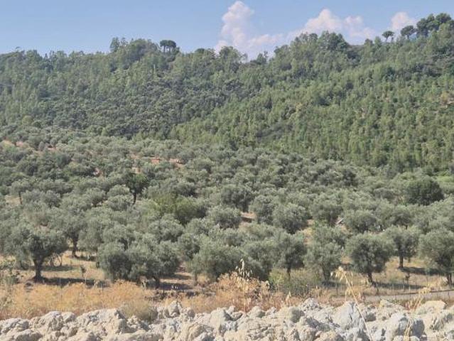 Agricolo in Contrada Strange