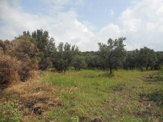 Agricolo in Localit Signorelli