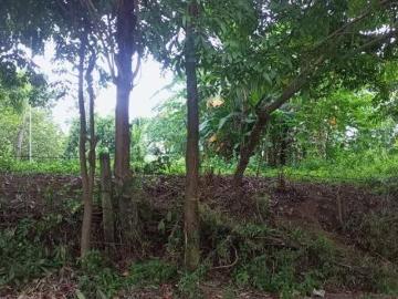 Agricultural Lot for sale in Talisay