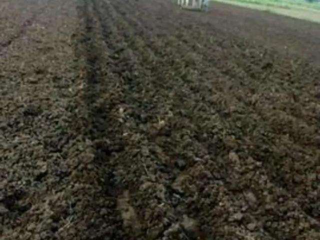 Agricultural land, best and fruitful land, produce maxm foods, grain etc Burewala ID 39348