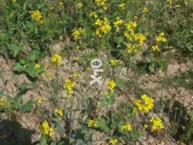 Agricultural Land & Fish Farm Karachi North Nazimabad ID 13154