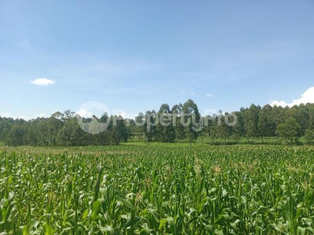 Agricultural Land for sale 1.5 KM off the Ringa, Oyigis Kisii Road, Rangwe Homa Bay PID: 8AJVY | PropertyPro