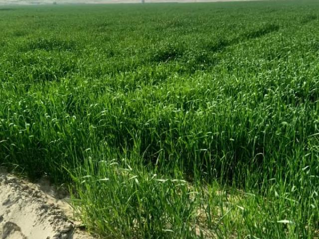 Agricultural Land For sale In Muzaffargarh Road Multan Muzaffargarh Road ID 84640
