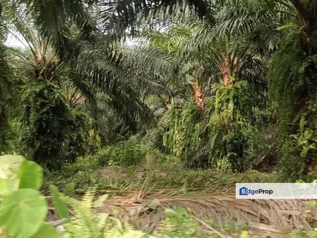 AGRICULTURAL LAND FOR RESIDENTIAL DEVELOPMENT FOR AT TELUK PANGLIMA GARANG 4.9 + ACRES