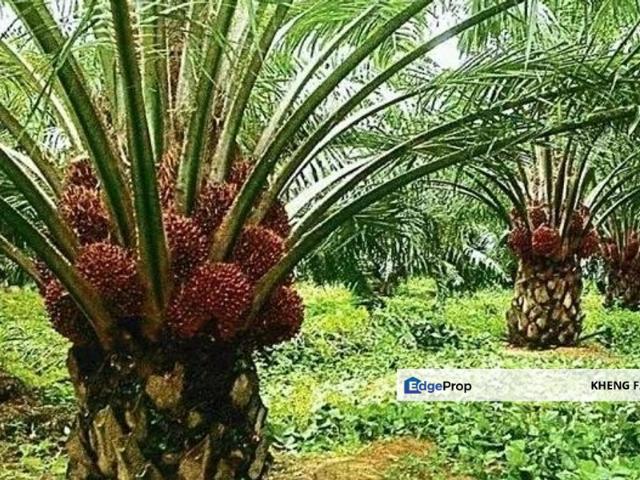 Agricultural Land, Hulu Berang, Hulu Terengganu