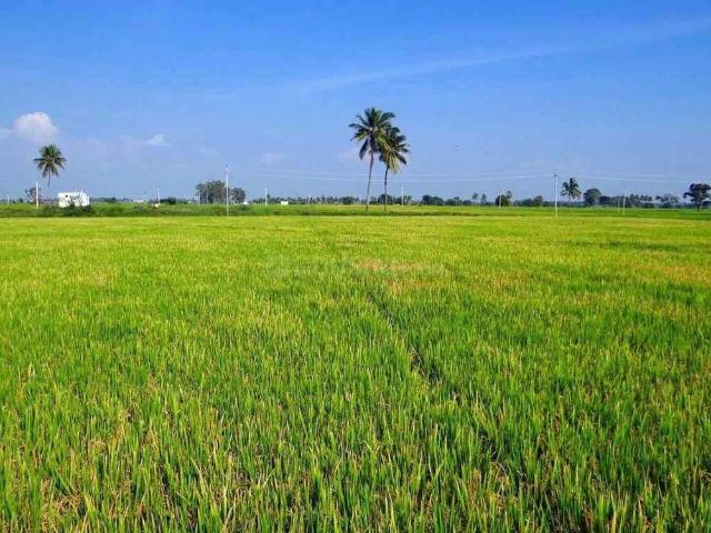 Agricultural Land in Thatamachanahalli Amanikere for resale Bengaluru. The reference number is 19280759