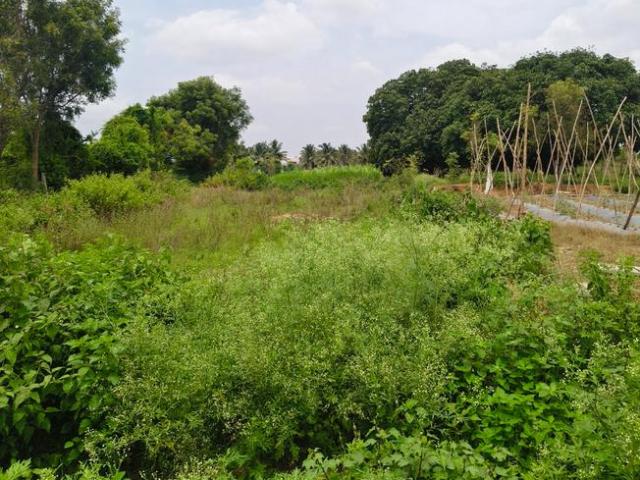 Agricultural Land in Thavarekere for resale Bengaluru. The reference number is 20515126