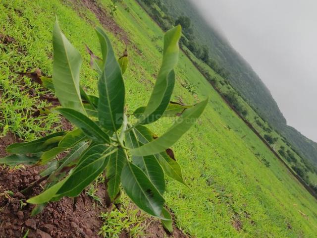 Agricultural Land in Trimbak for resale Nashik. The reference number is 15897334