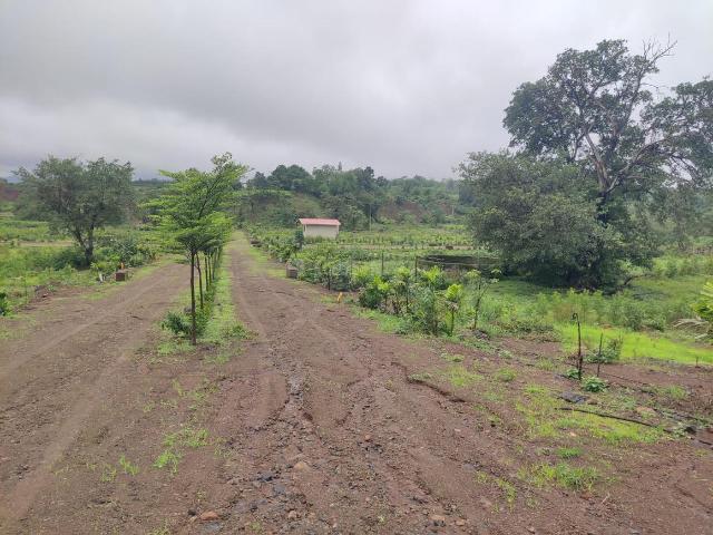 Agricultural Land in Trimbak for resale Nashik. The reference number is 9888054