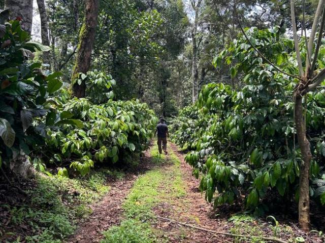 Agricultural Land in U.Hosahalli for resale Chikkamagaluru. The reference number is 17251695
