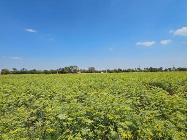 Agricultural Land in Viramgam for resale Ahmedabad. The reference number is 11688200