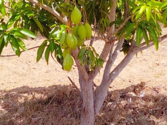Agricultural Land in Walajabad for resale Chennai. The reference number is 19037930