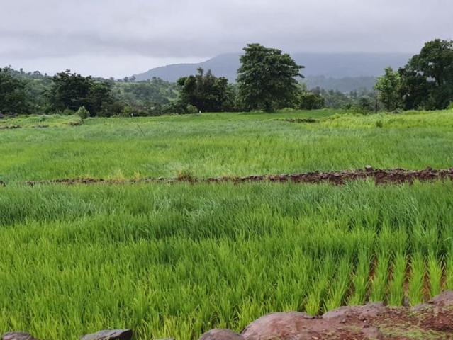Agricultural Land in Bhor for resale Pune. The reference number is 19682154