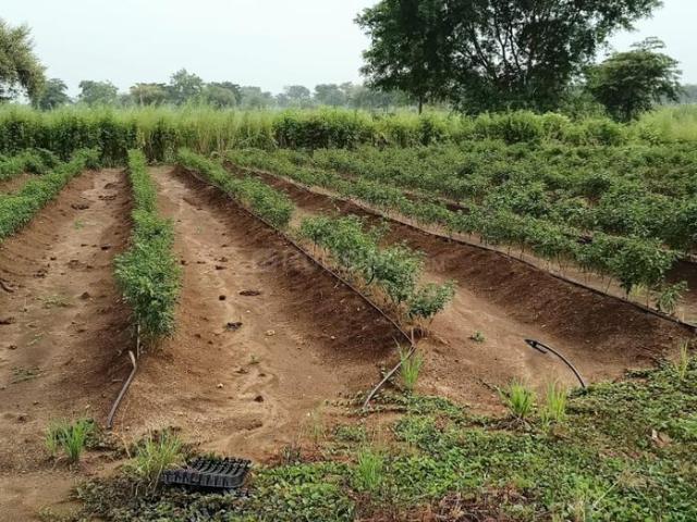 Agricultural Land in Bhatagaon for resale Raipur. The reference number is 15214890