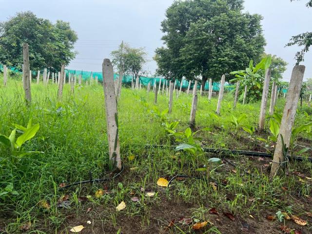 Agricultural Land in Bhatagaon for resale Raipur. The reference number is 15343158