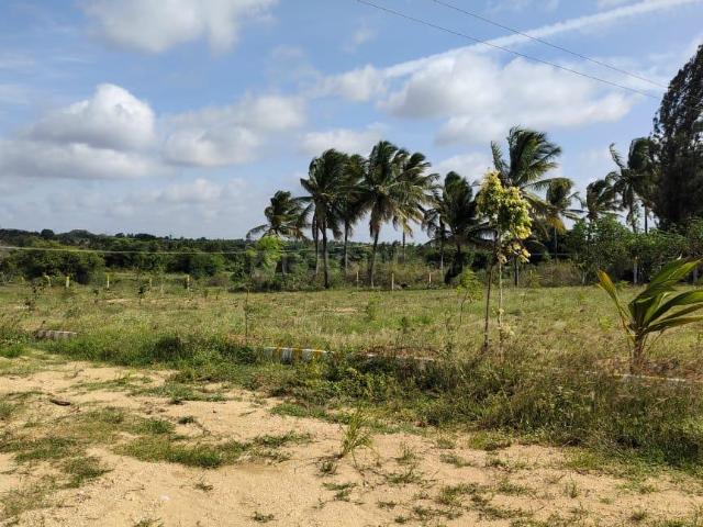 Agricultural Land in Denkanikottai for resale Krishnagiri. The reference number is 12468581