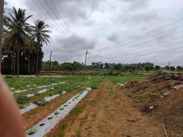 Agricultural Land in Devanahalli for resale Bengaluru. The reference number is 20748536