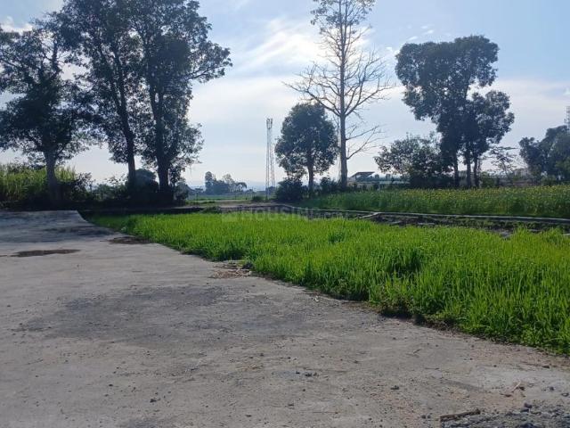 Agricultural Land in Doiwala for resale Dehradun. The reference number is 20083868