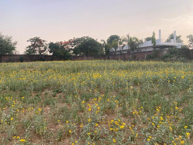 Agricultural Land in Garhi Harsaru for resale Gurgaon. The reference number is 20107686