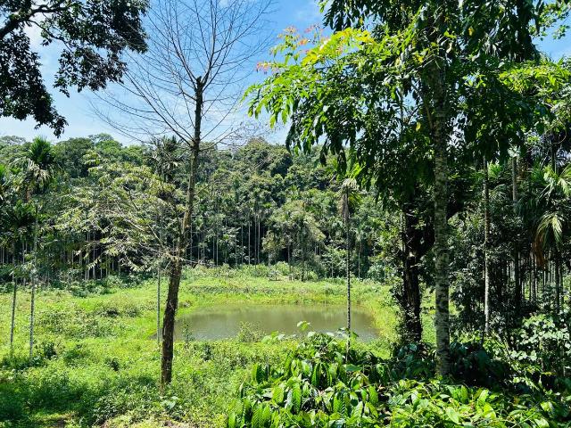 Agricultural Land in Haragarahalli for resale Hassan. The reference number is 17251239