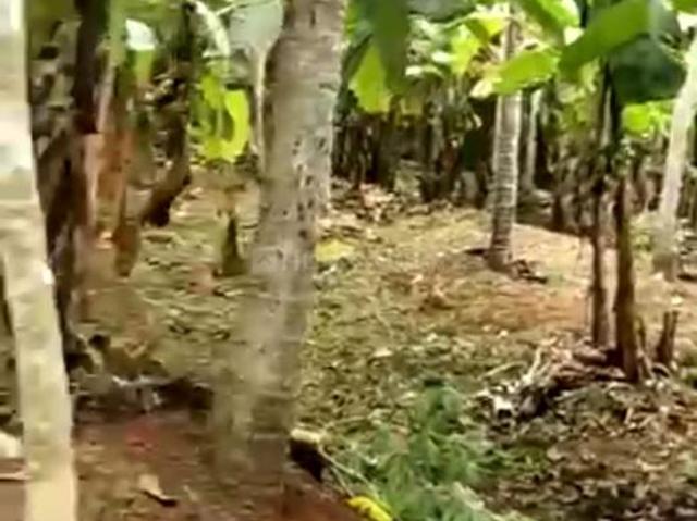 Agricultural Land in Kattakkada for resale Thiruvananthapuram. The reference number is 12991371
