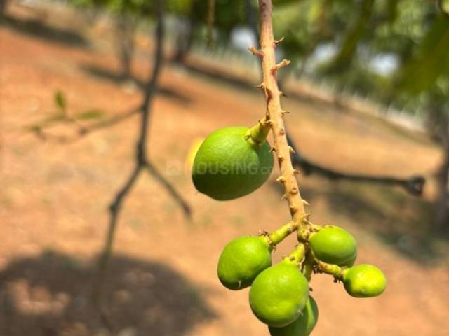 Agricultural Land in Kolar Town for resale Kolar. The reference number is 19922895