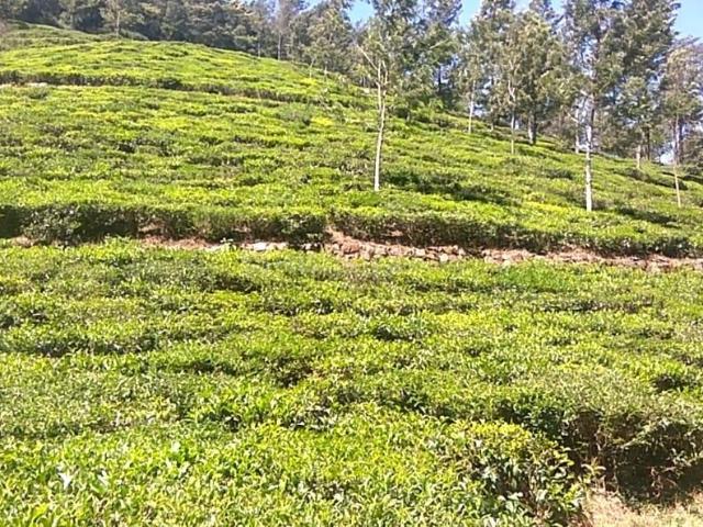 Agricultural Land in Kotagiri for resale Ooty. The reference number is 20518958