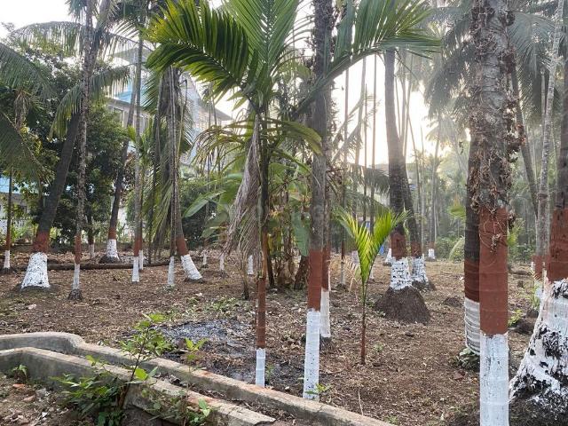 Agricultural Land in Nagaon for resale Alibag. The reference number is 15655223