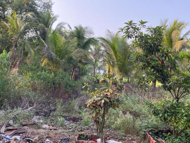 Agricultural Land in Nagaon for resale Alibag. The reference number is 20354667