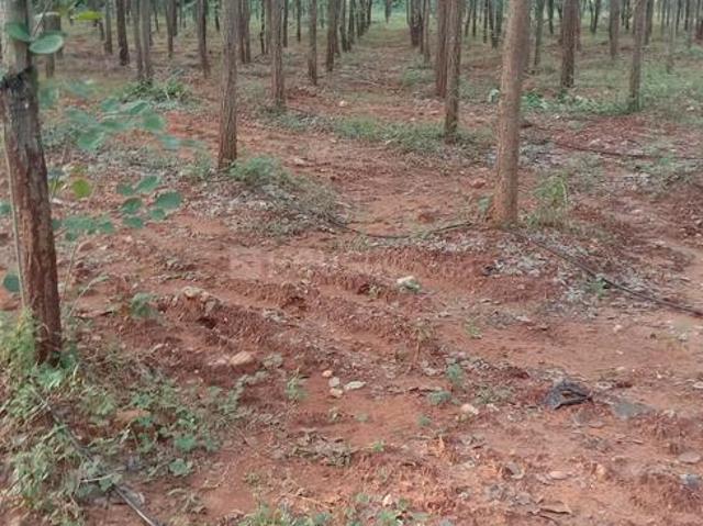 Agricultural Land in Narayankhed for resale Sangareddy. The reference number is 18854275