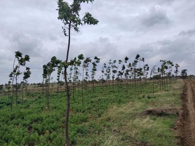 Agricultural Land in Narayankhed for resale Sangareddy. The reference number is 20636030